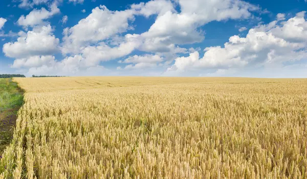 Campo de trigo maduro contra el cielo con nubes —  Fotos de Stock