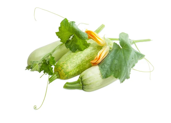 Três tutanos vegetais com caule no fundo claro — Fotografia de Stock
