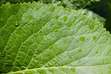 Arka planını horseradish yaprak closeup bir parçası