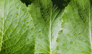 Arka planını horseradish closeup pus 