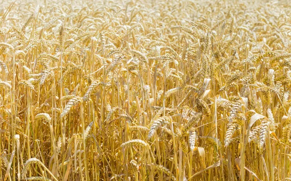 成熟的小麦，在现场特写 — 图库照片