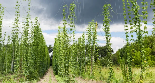 Hop yard sur le fond du ciel avec des nuages de tonnerre — Photo