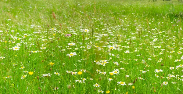 Kamille zwischen kunterbuntem Gras auf der Bergwiese — Stockfoto