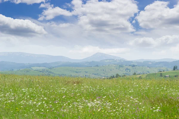 Bergwiese, bedeckt mit kunterbuntem Gras — Stockfoto