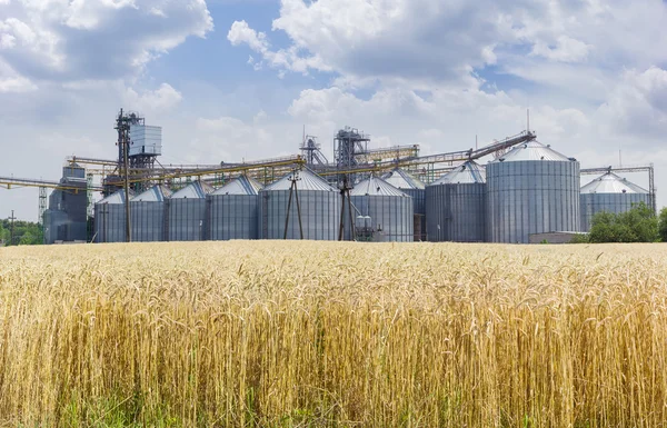 成熟的小麦，在前景光场与谷物升降机 — 图库照片
