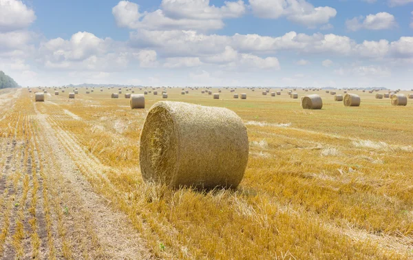 Runda halm balar på skördade fält på bakgrund av himlen — Stockfoto