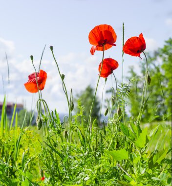 Haşhaş karşı gökyüzü ve şehir kurma