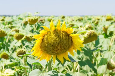 Ayçiçeği alan ayçiçeği olgunlaşma arasında çiçek