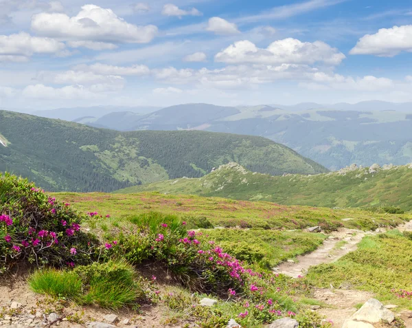 Glade dağ sırtlar arka plan üzerinde üzerinde orman gülleri — Stok fotoğraf