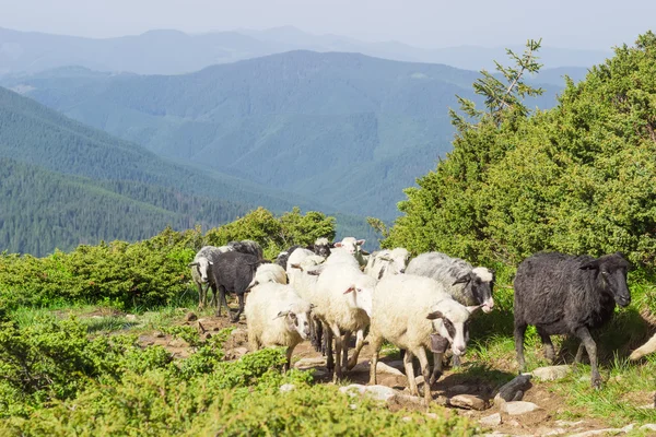 Varias ovejas en el sendero de la montaña contra las cordilleras —  Fotos de Stock
