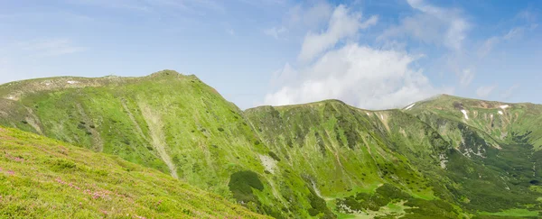 Cordillera con claros de rododendros en primer plano —  Fotos de Stock
