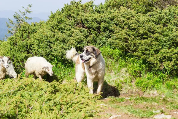 Pecuária cão guardião nas montanhas dos Cárpatos — Fotografia de Stock