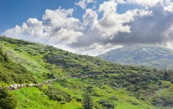 Fårskock på mountain trail — Stockfoto