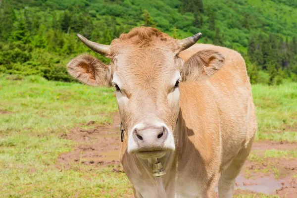 Mucca su un pascolo di montagna primo piano — Foto Stock