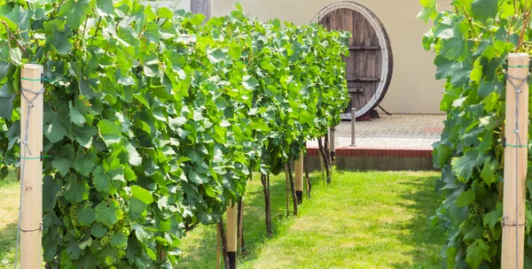 背景にブドウ畑の古いワイン樽 — ストック写真