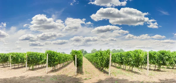 Vineyard with ripening grapes against of the sky with clouds — Stock Photo, Image