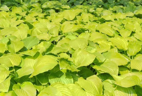 Achtergrond van een hosta-leafage — Stockfoto