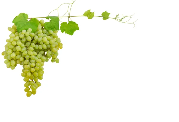 Contexto das uvas de mesa com videiras — Fotografia de Stock