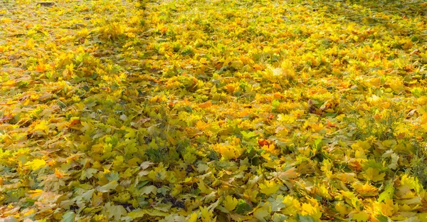 Pelouse est complètement recouverte de feuilles tombées — Photo