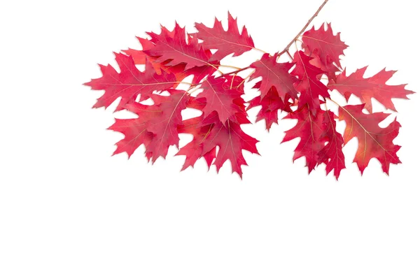 Ága a tölgy, az őszi levelek, a világos háttér — Stock Fotó