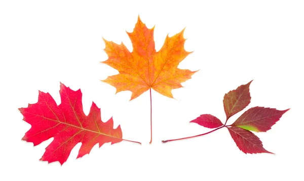 Három különböző őszi levelek, a világos háttér — Stock Fotó