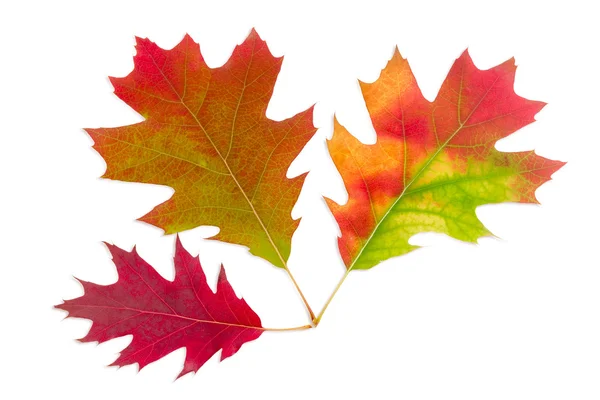 Três folhas de carvalho vermelho de outono em um fundo leve — Fotografia de Stock