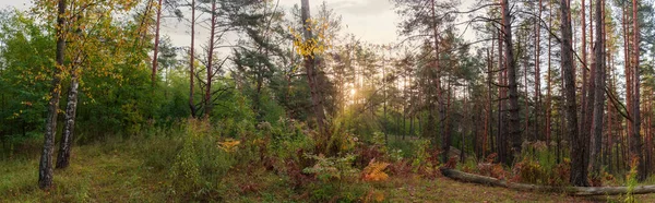 Section Mixed Deciduous Coniferous Autumn Forest Backlit Morning Sunlight Wide — Stock Photo, Image