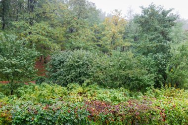 Sonbahar parkının farklı yaprak döken ağaçları, çalıları ve yağmur sırasında ön planda tırmanan bitkileri olan kısmı.