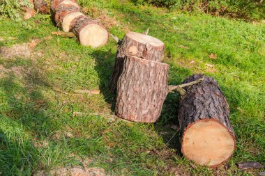 Parkta hijyenik kesim sırasında kesilmiş ve parçalanmış eski bir çam ağacının gövdesi elektrikli testere ile doğranmış.