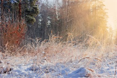 Ormanın kenarında karla kaplanmış farklı uzun solmuş çimlerle kaplı bir açıklık. Güneşli kış günlerinde, arka planda güneşli bir günde.