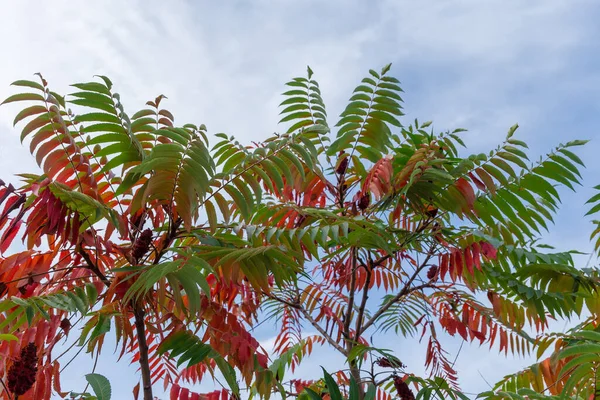 Takken Van Rhus Typhina Ook Bekend Als Sumac Met Felgekleurde — Stockfoto