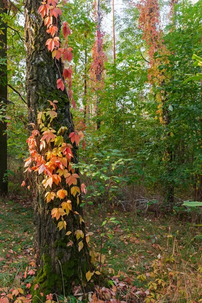 Stengels Van Jonge Druiven Met Rode Herfstbladeren Twijnen Langs Stam — Stockfoto