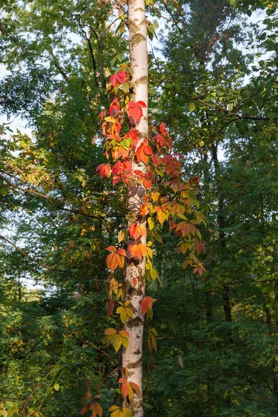 Stiele Von Jungtrauben Mit Bunten Herbstblättern Winden Sich Birkenstamm Morgenwald — Stockfoto