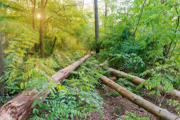 Árboles Secos Con Viento Entre Los Arbustos Bosque Mañana Verano —  Fotos de Stock