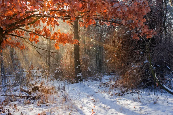 Section Winter Forest Oak Branches Foreground Backlit Sunlight Sun Beams — Stock Photo, Image