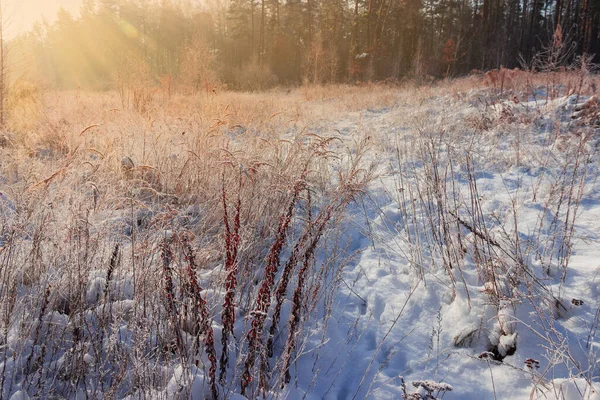 Lichtung Mit Unterschiedlich Hohem Welkem Gras Bedeckt Mit Schnee Waldrand — Stockfoto