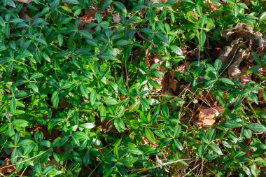 Dökülen yaprakların arasında yetişen yabani vinca yaprakları ve yaprakları ve sonbahar ormanlarında sabah kuruyan çimenler.