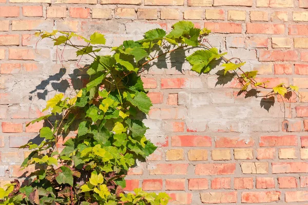 Ramas Uvas Que Crecen Cerca Antigua Pared Parcialmente Enlucida Ladrillos — Foto de Stock