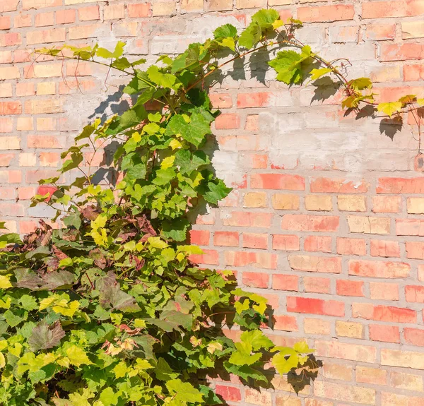 Ramas Uvas Que Crecen Cerca Antigua Pared Parcialmente Enlucida Ladrillos — Foto de Stock