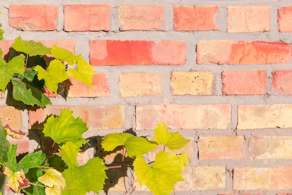 Branches Grapes Located Left Blurred Background Old Red Yellow Bricks — Stock Photo, Image