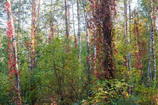 Section Forest Trees Trunks Entwined Climbing Plants Autumn — Stock Photo, Image