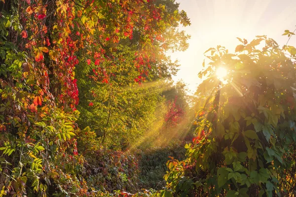 朝の日差しをバックに 秋の紅葉とともに木々が立ち並ぶ森の区間 — ストック写真