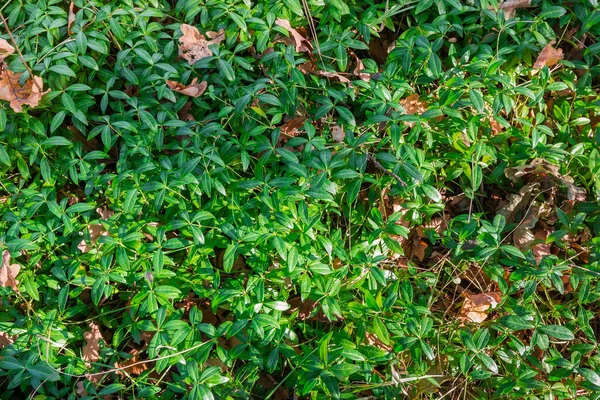 Fragmento Del Claro Cubierto Vinca Silvestre Bosque Otoño Por Mañana —  Fotos de Stock