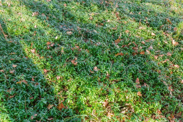 Vinca Crescimento Selvagem Com Folhas Carvalhos Caídos Clareira Floresta Outono — Fotografia de Stock