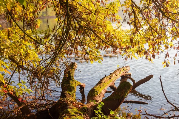 秋の早朝に池の岸に腐った蛇と水の上に枝を垂らして — ストック写真