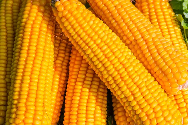 Reife Maisähren Aus Schalen Auf Einem Kleinen Haufen Freien Geschält — Stockfoto