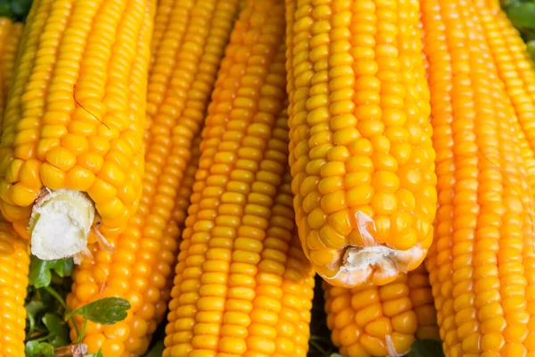 Vollreife Maisähren Geschält Von Schalen Auf Einem Kleinen Haufen Freien — Stockfoto