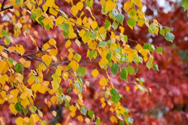 Branche Bouleau Avec Des Feuilles Automne Sur Fond Flou Chêne — Photo