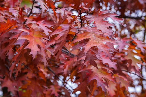 Kuzey Meşe Dalları Kırmızı Sonbahar Yaprakları Sığ Alan Derinliği Arka — Stok fotoğraf