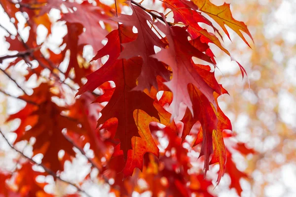 Větve Severního Dubu Červenými Podzimními Listy Zblízka Rozmazaném Pozadí Selektivním — Stock fotografie